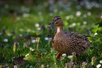 duck in the grass