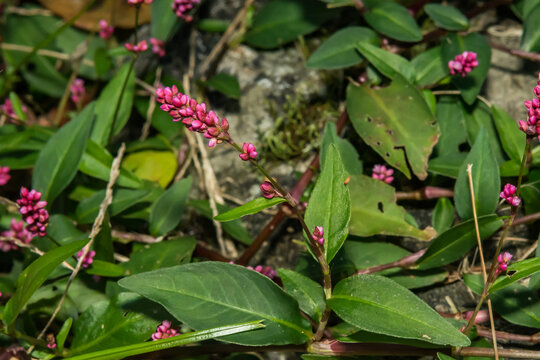 Low Smartweed - Persicaria longiseta