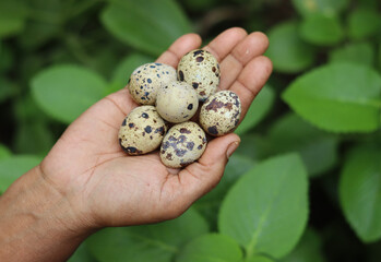 Photograph of quail eggs in human hands.