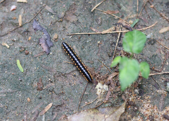 Harpaphe haydeniana, commonly known as the yellow-spotted millipede, almond-scented millipede or cyanide millipede, is crossing the ground.