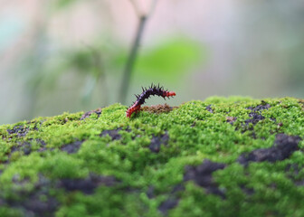 Photo of a red and black caterpillar crawling through green moss.