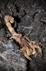 Scorpion