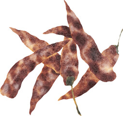 Dry Chilli Spice Watercolor Illustration