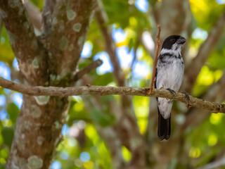 Bird on the tree