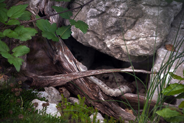 Vipera Ammodytes or Horned Viper Close Up in its Natural Environment