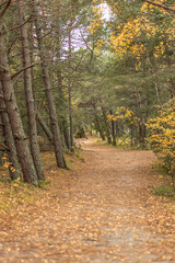 The landscape is natural. Coniferous forest.