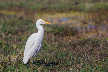 an egret in daylight on a marshland