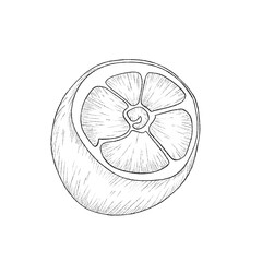 Hand drawn illustration of beautiful monochrome lemon fruit. Black stroke, lemon sketch