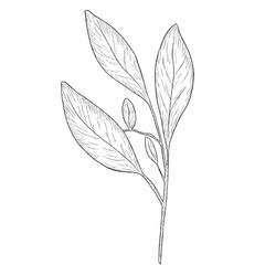 Hand drawn illustration of beautiful monochrome leaves. Black stroke, branch sketch