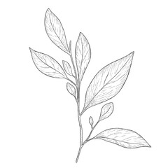 Hand drawn illustration of beautiful monochrome leaves. Black stroke, branch sketch