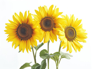 Obraz premium Sunflower isolated on white background in minimalist style. 