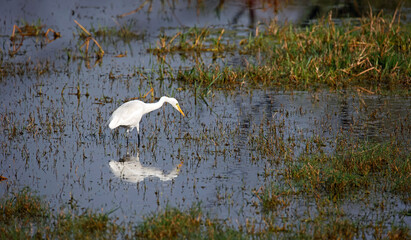 Intermediate egret fishing in a lake