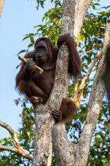Orangutan in Borneo, Tanjung Puting National Park, Conservationism