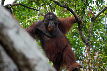Orangutan in Borneo, Tanjung Puting National Park, Conservationism