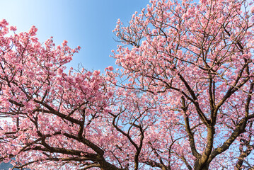 青空に向かって咲く満開の桜