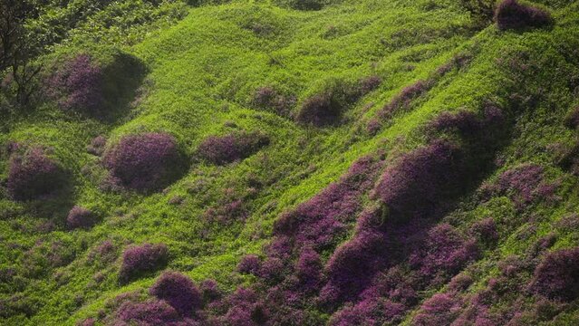 Grass and flowers on the hill
