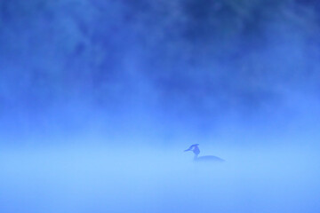 Fototapeta premium Great crested grebe glides across calm waters under a soft gradient of early foggy morning light at dawn blue background