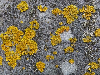 old concrete wall covered with moss and mold, natural background