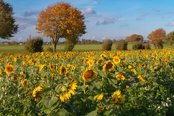 Sunflower field in October
