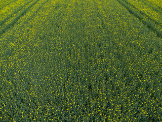 Aerial view of a yellow rapeseed field for natural background