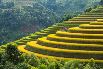 Cercles muraux Mu Cang Chai Rice terrace in Mu Cang Chai, Vietnam