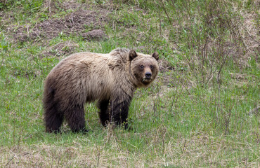 Fototapeta premium Grizzly Bear in Springtime in Yellowstone National Park Wyoming