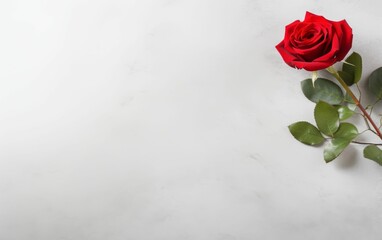 Red Rose on White Background
