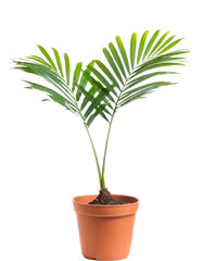 Areca palm in a pot isolated on white