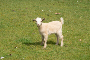 Obraz premium Portrait of young dwarf goat in meadow, Netherlands