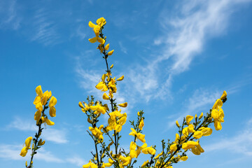 Blooming twigs of common broom, Cytisus scoparius, with yellow flowers against blue sky, Netherlands