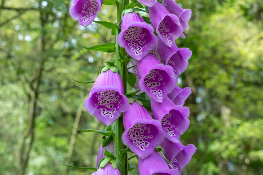Blooming foxglove, Digitalis purpurea, with many purple flowers, Netherlands