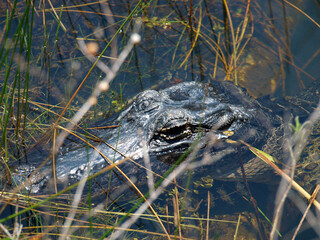 Big close up of the head of a young alligator. 