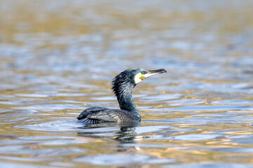Great cormorant in the water
