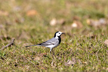 white wagtail on a grass