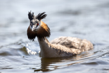 Crested grebe swimming