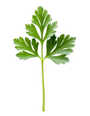 Naklejka premium Fresh parsley leaf isolated on white background