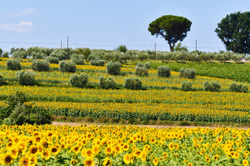 Terrazzamenti di girasoli, Toscana