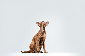 Oriental cat on a white background