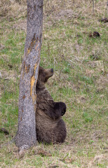 Grizzly Bear in Springtime in Yellowstone National Park Wyoming