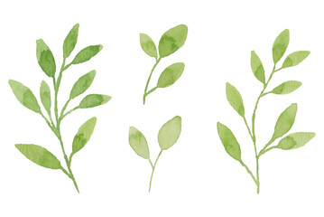 Assortment of watercolor leaves illustration set - green leaf branches collection for wedding, greetings, stationary, wallpapers, fashion, background. olive, green leaves, Eucalyptus etc	