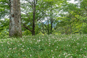 シロツメグサが群生する公園の風景