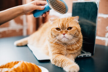 Loving hygiene routine, A woman combs her Scottish Fold cat's fur while holding the cat in her...