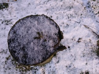 Top view of a tree trunk covered in snow. Winter background concept with copy space. 