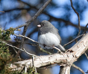 Dark-Eyed Junco