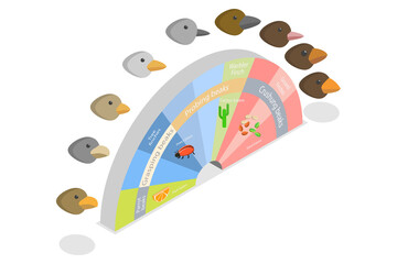 3D Isometric Flat  Conceptual Illustration of Adaptive Radiation, Natural Selection