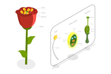 3D Isometric Flat  Conceptual Illustration of Flower Anatomy, Plants Reproductive System