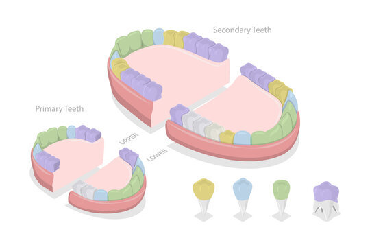3D Isometric Flat  Conceptual Illustration of Types Of Teeth, Educational Scheme