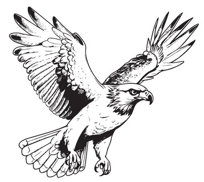 Falcon bird of prey flying sketch black and white vector illustration