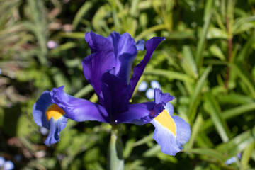 blue iris flower