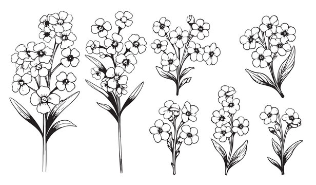 Forget-me-not flowers vector illustration isolated on white background, ink sketch, decorative herbal doodle, line art style for design medicine, wedding invitation, greeting card, floral cosmetic
